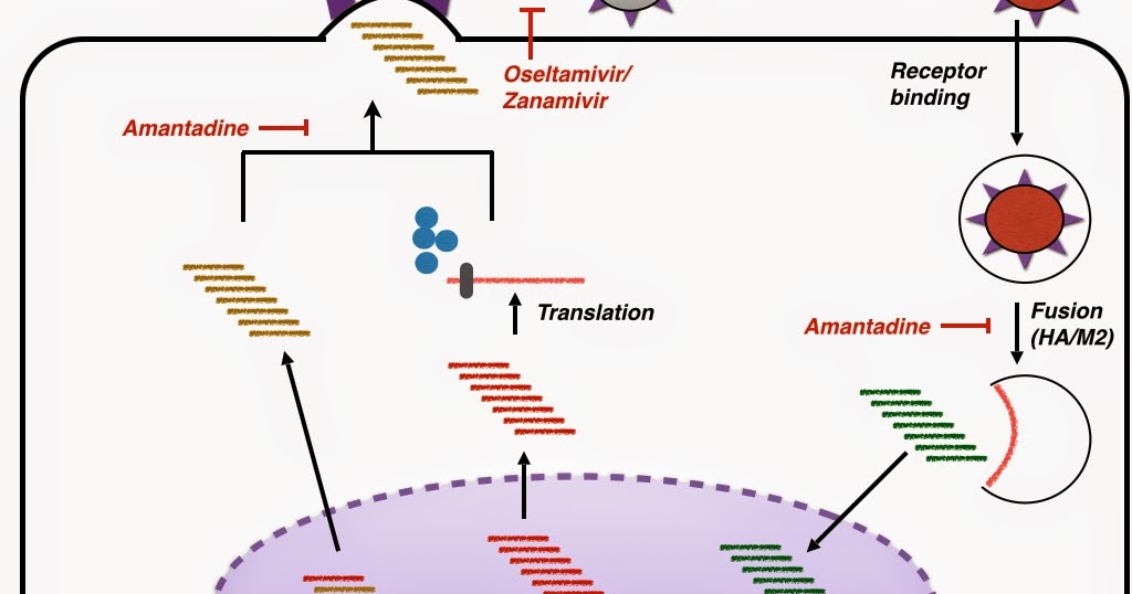 oseltamivir treatment prophylaxis influenza infection